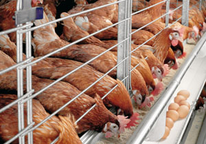 Ternak ayam laga ternak sapi unggulan
