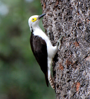 White Woodpecker