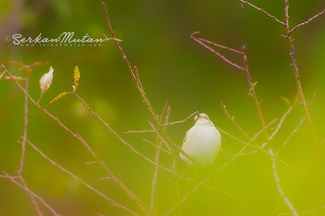 Spotted flycatcher / Muscicapa striata
