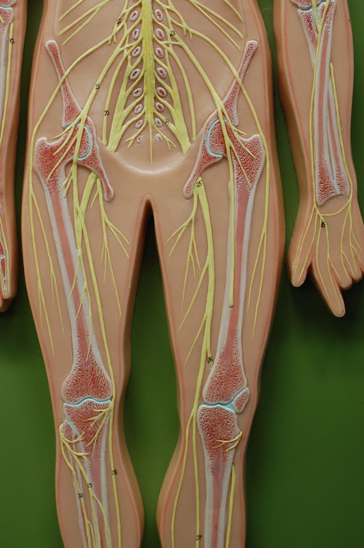 Human Anatomy Lab: Peripheral Nervous System
