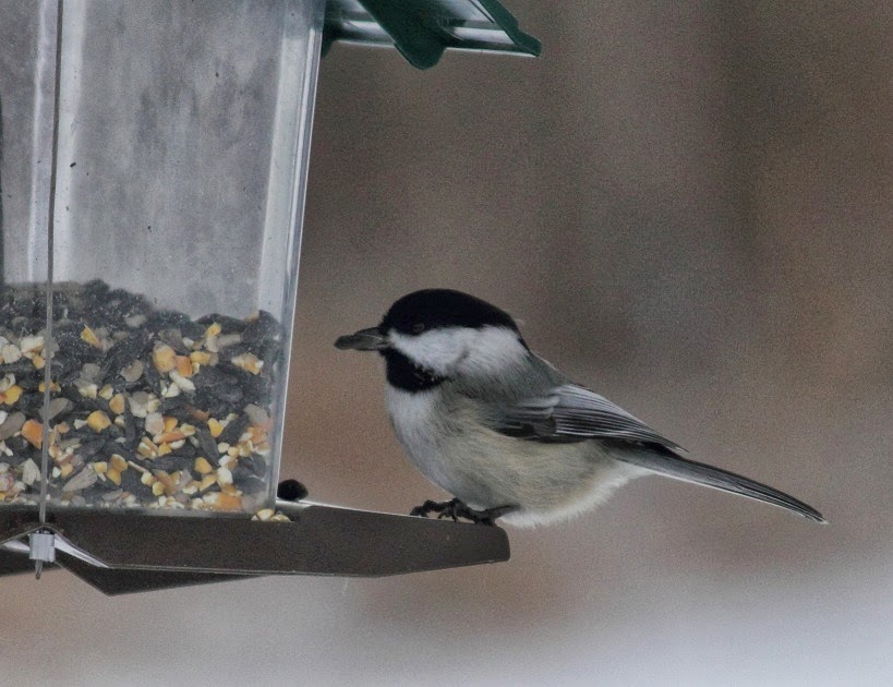 animal facts news and info keep your bird feeders animal facts news and info keep your bird feeders