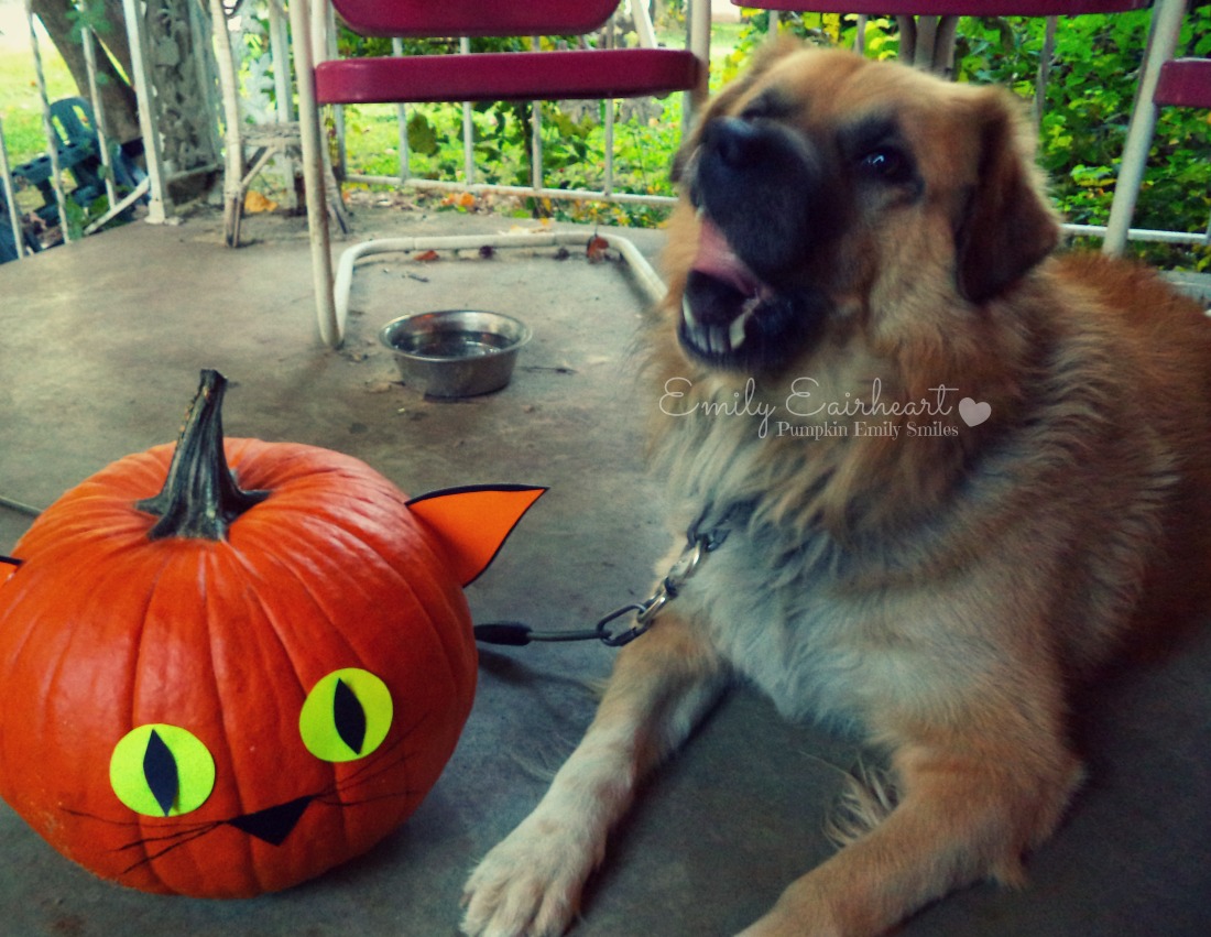 Rocky, Golden Shepherd acting like he's about to eat the pumpkin.