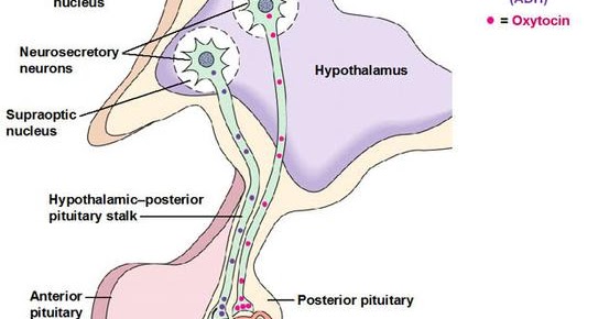 7 oh! 7: Day 15 - The Pituitary Gland: Part Two