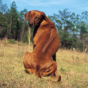 How Well Is Your Rhodesian Ridgeback Groomed? How Well Is Your Rhodesian Ridgeback Groomed?