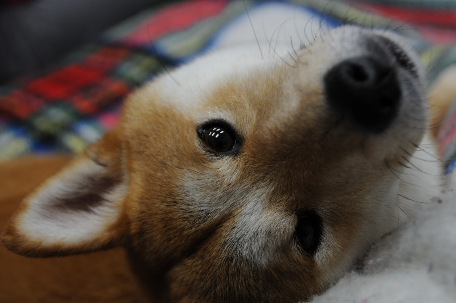 犬 イヌ の画像 原寸画像検索