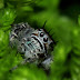 Jumping spider macro HQ wallpaper