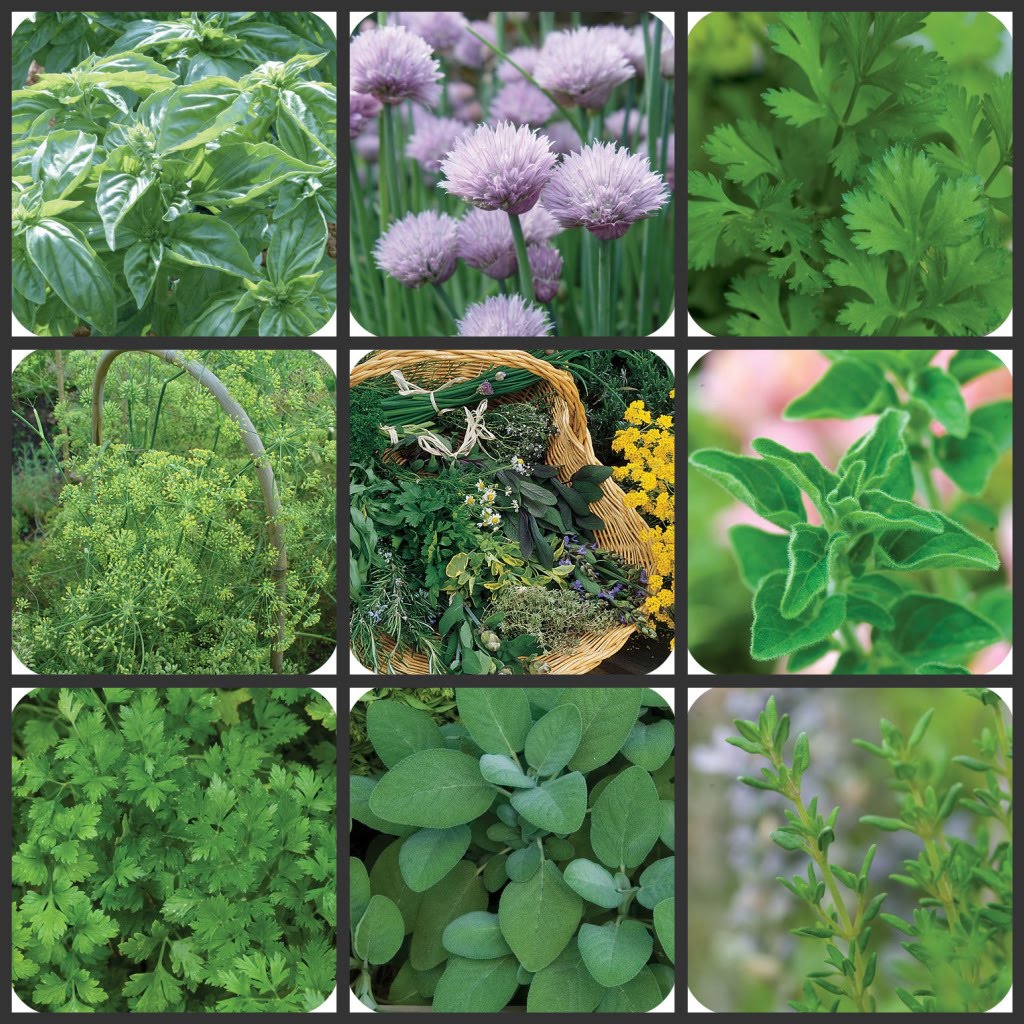 Wonderfully Wyckked Magickal Plant Associations for the Months