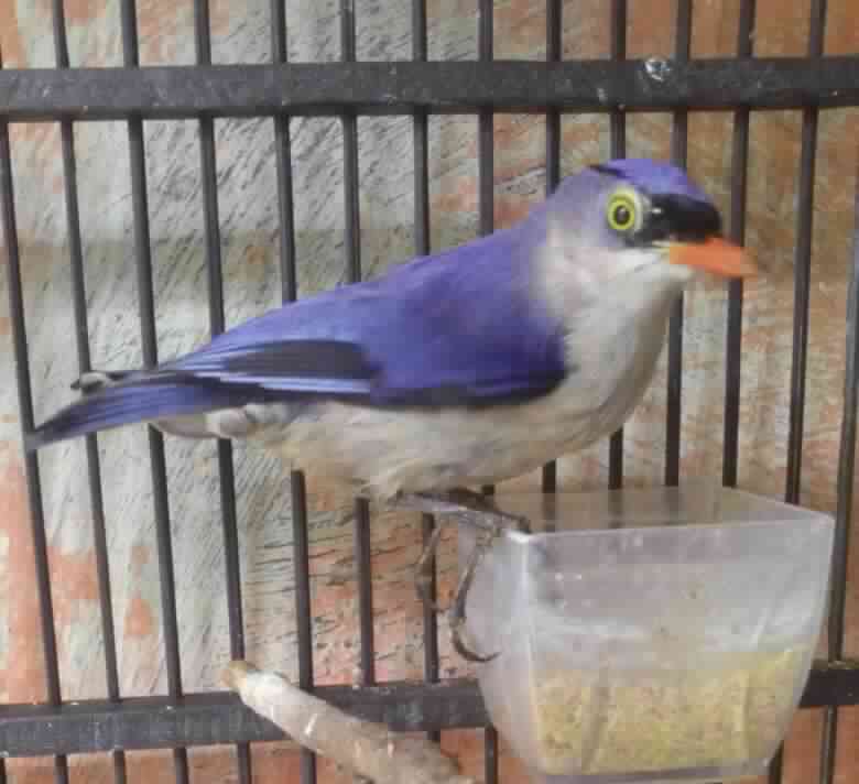 39+ Ciri burung rambatan jantan muda terbaru