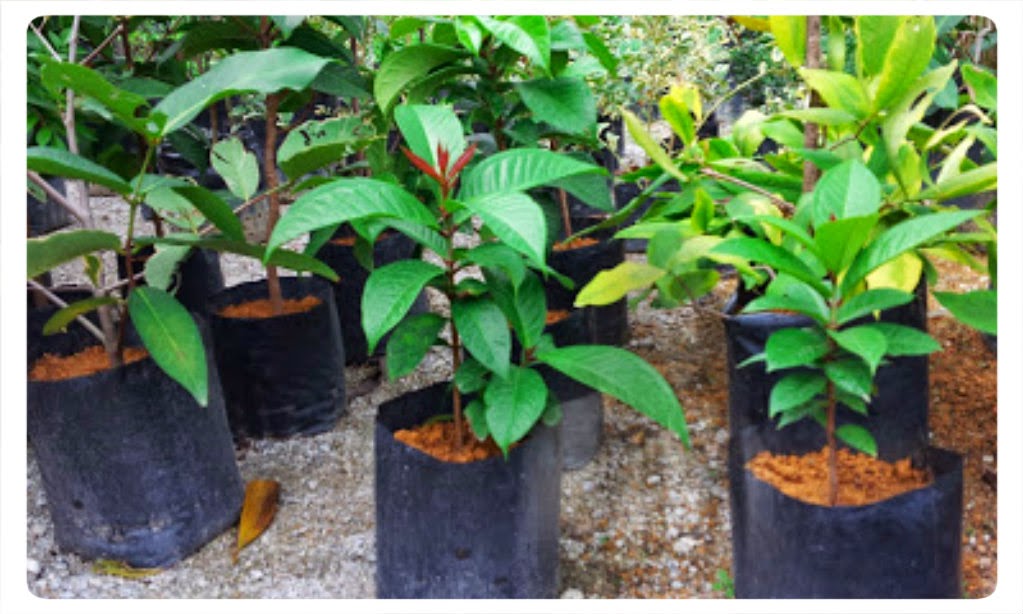 cita tani nursery ns0154959 d benih jambu bol cita tani nursery ns0154959 d benih jambu bol