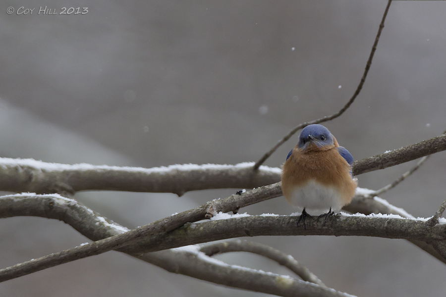 Country Captures Winter Bluebirds