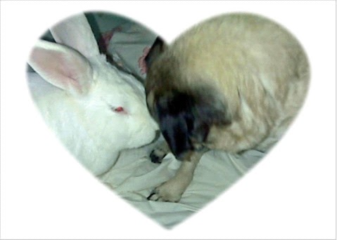 Feel free to send in updates of your adopted Hug-a-Bunnies! Feel free to send in updates of your adopted Hug-a-Bunnies!