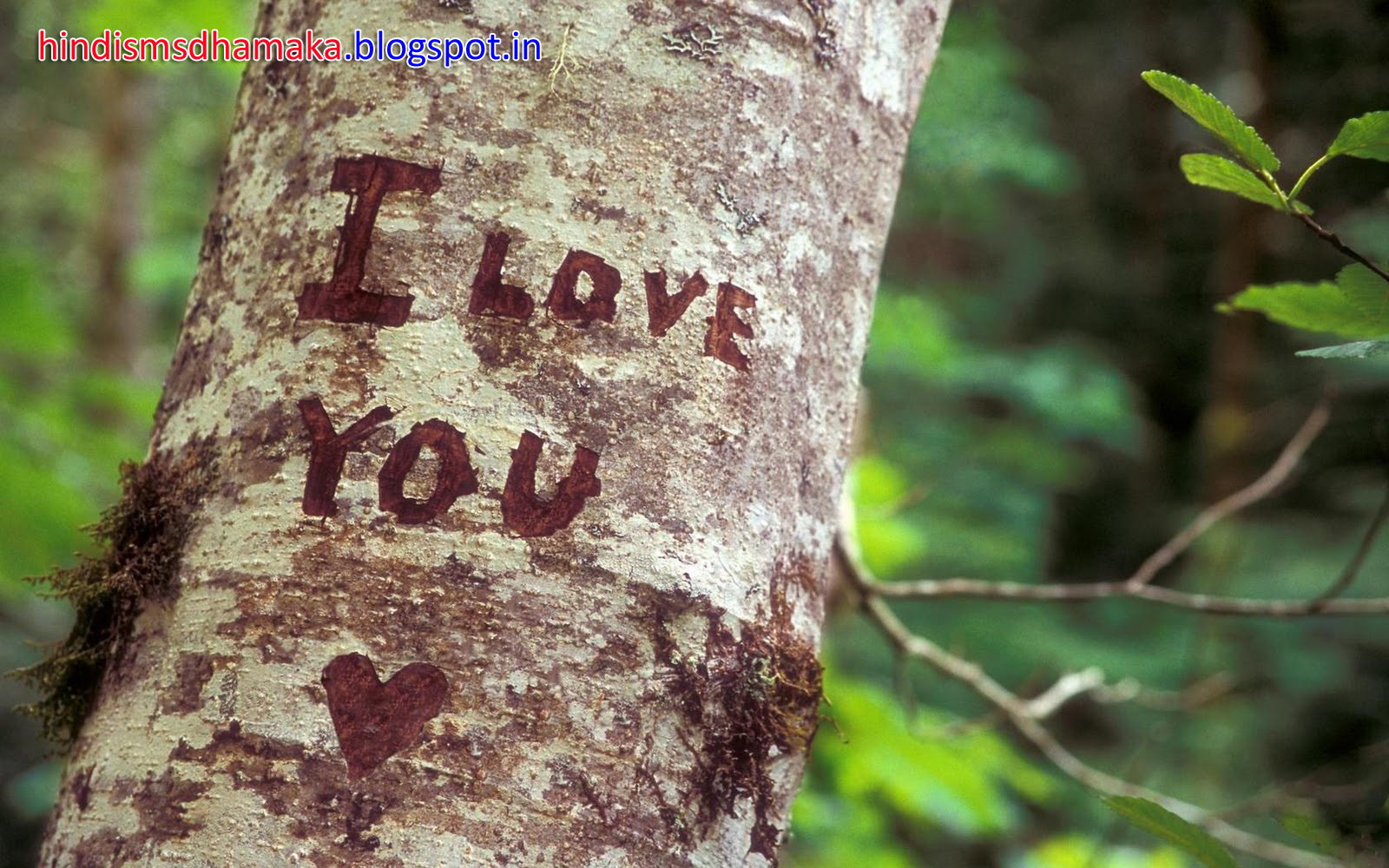http://4.bp.blogspot.com/-tc_-VR6i9Ug/UL4xIcVmu1I/AAAAAAAABqQ/9PtGeNm7iJk/s1600/I%2520Love%2520You%2520Heart%2520Tree%2520Nature%2520HD%2520Wallpaper%2520-%2520LoveWallpapers4u.Blogspot.jpg