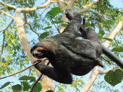 Sloth up close and personal, Cahuita National Park