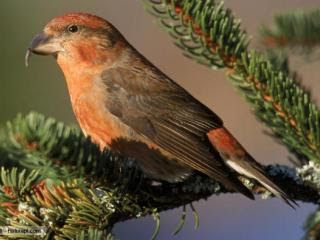 Crossbill