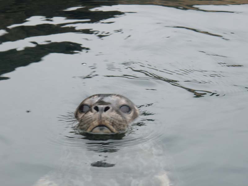 Kayak Mendocino, About Professionally guided Ocean kayak tours on the