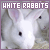 I like white rabbits