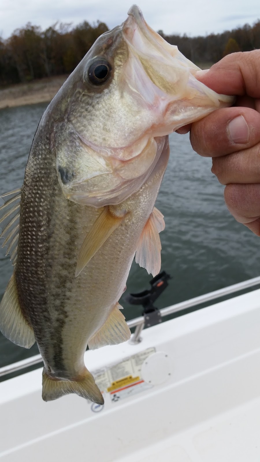 Norfork Lake Fishing Report by Lou of Hummingbird HIdeaway Resort