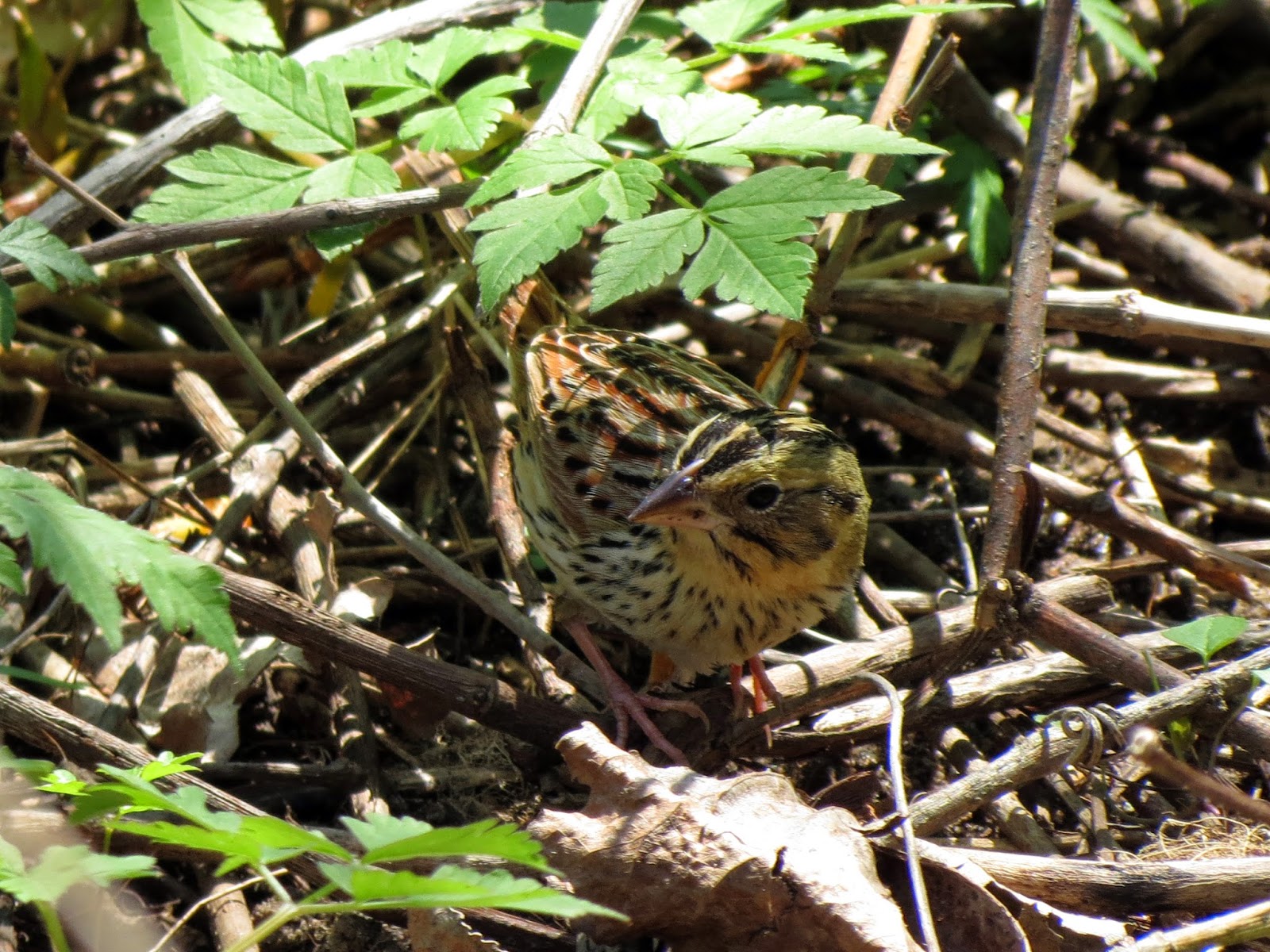 Henslow's Sparrow - Better views of Bird 2 at the Tip, Point Pelee, ON