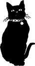 black cat