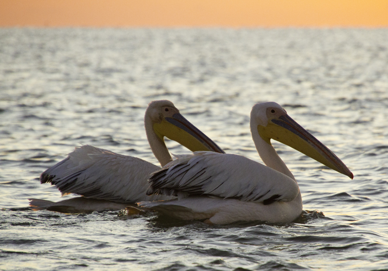 IMAGE: http://4.bp.blogspot.com/-tdZZ5v9JpQM/To4SiW-assI/AAAAAAAAACE/tOs_-aVudWM/s1600/IMG_0411.jpg