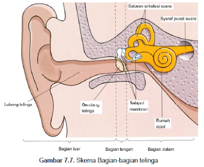 Struktur dan Fungsi Alat Indera Pendengaran (Telinga)