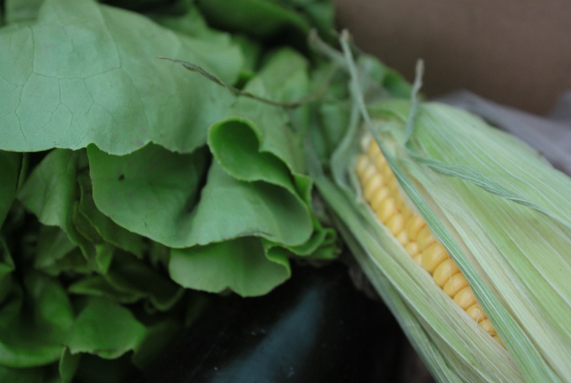 Alma Singer II La experiencia de La Barata / Alma Singer