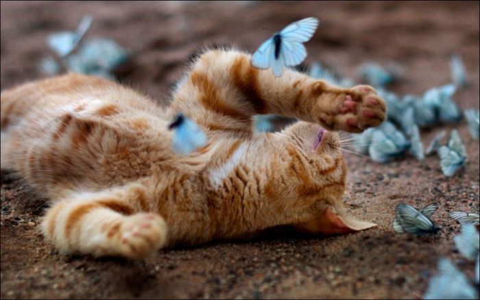 Cat and butterflies (5 pics) Amazing Creatures Cat and butterflies (5 pics) Amazing Creatures