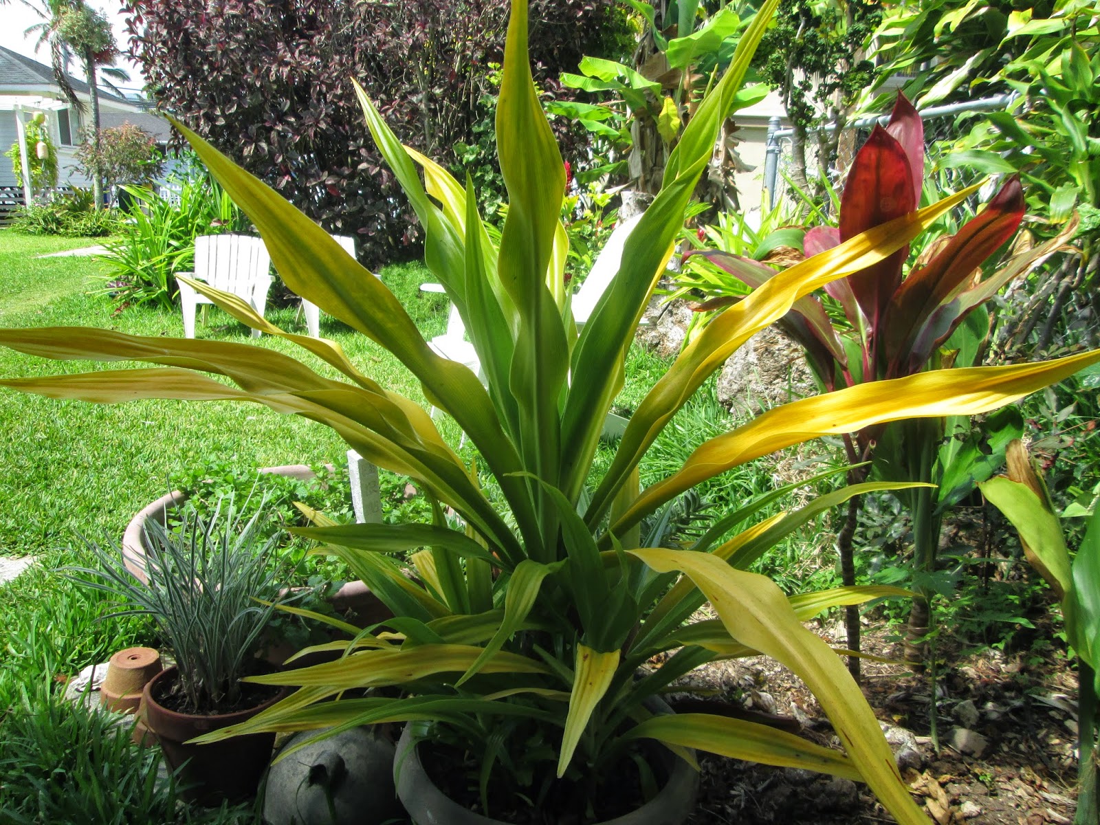 Garden Notes from Hawaii GOLDEN SPIDER LILY (Crinum xanthophyllum)