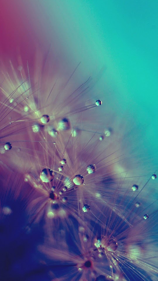 Dandelion Water Drops Closeup Android Wallpaper