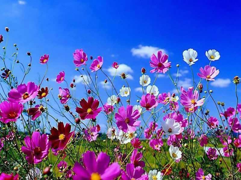Colorful Spring Flowers