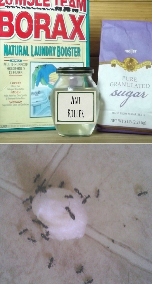 DIY Ant Killer Alternative Energy and Gardning Bloglovin’
