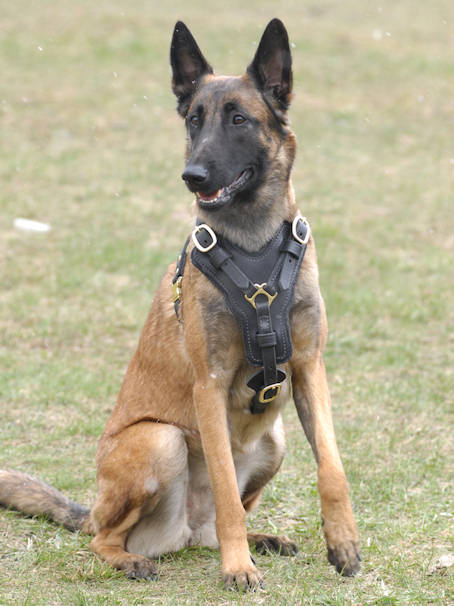 Belgian Malinois Dog Herding | Herding Dog Breeds Pictures and Belgian Malinois Dog Herding | Herding Dog Breeds Pictures and