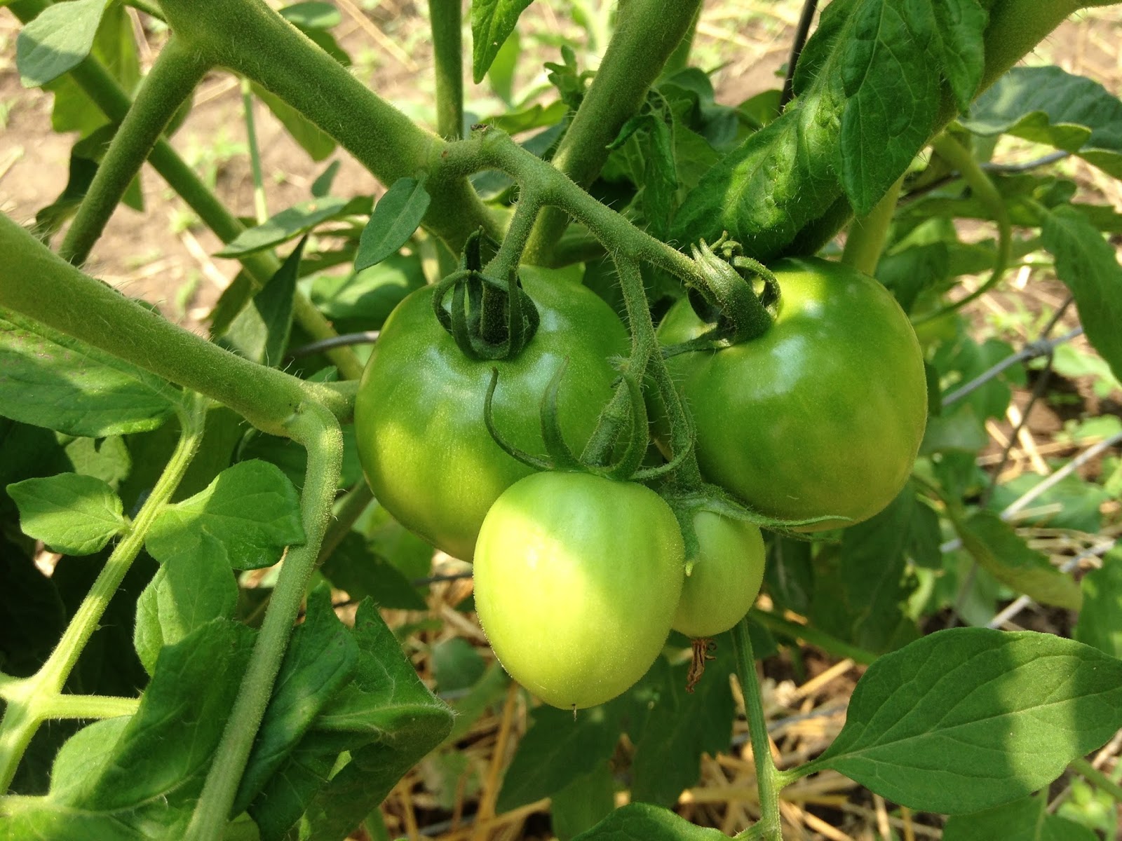 LL Farm A Fence For The Tomatoes