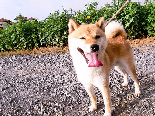 Conheça os cachorros japoneses da raça Shiba Inu