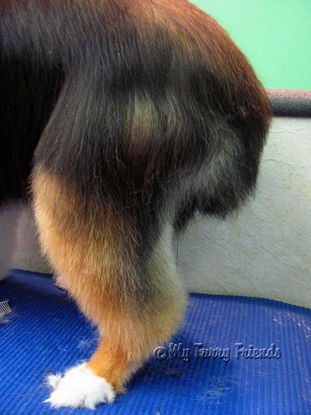 Is It Bad To Cut A Dogs Hair Too Short