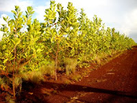Acacia mangium plantation