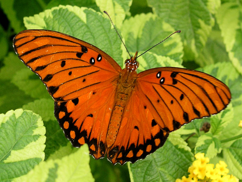 gulf fritillary butterflies