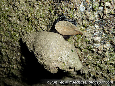 Spiral Melongena (Pugilina cochlidium) Spiral Melongena (Pugilina cochlidium)