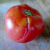 How to Reduce tomatoes cracking #vegetable_gardening