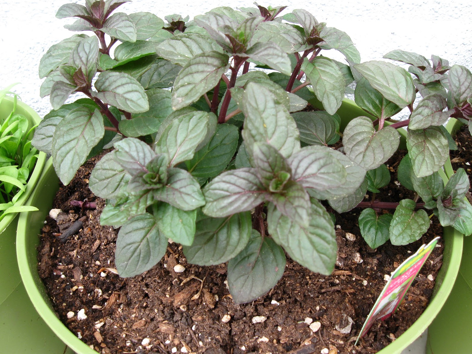 Kentucky Fried Garden Organic Methods of Pest Control