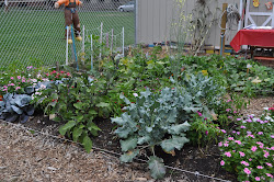 Pictures from Last Year in the Haverstraw Community Garden