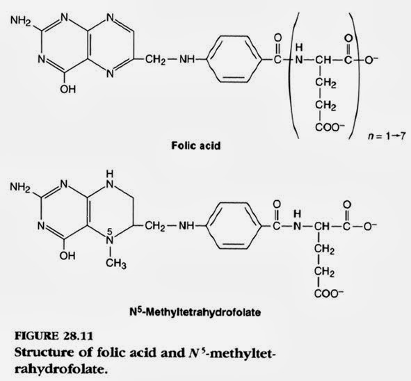 Biochemistry Class notes RBC Metabolism Notes (Part 4) Maturation of