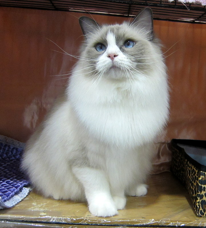 cfa ragdoll