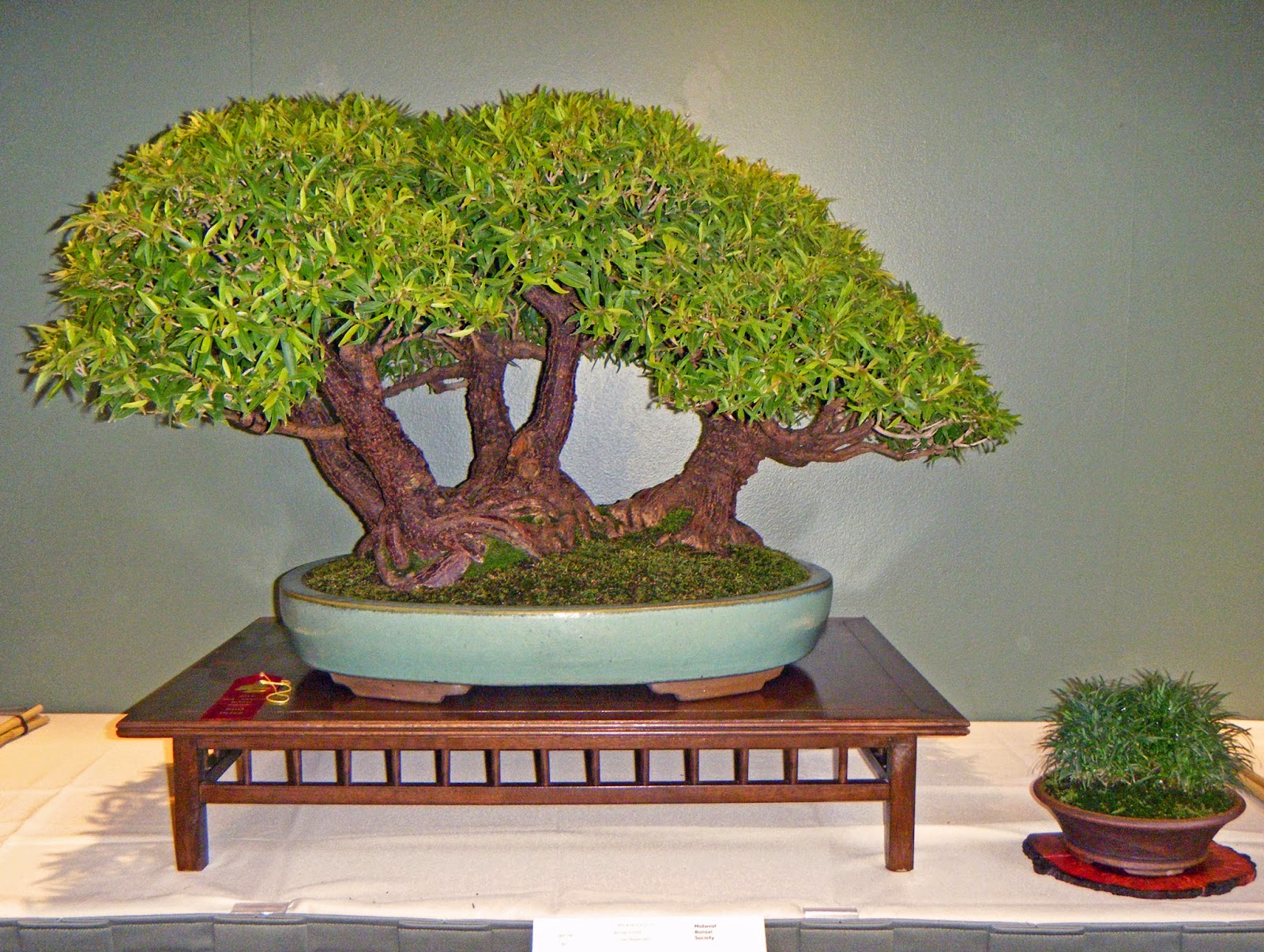 Bonsai In Hoosierland September 2014 Bonsai In Hoosierland September 2014