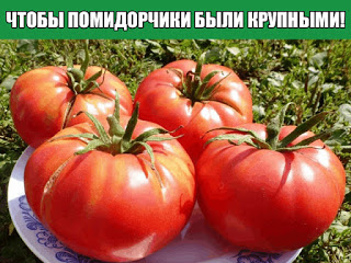 Чтобы любимые помидоры были крупными и созревали быстрее, приготовим для них полезные напитки:- в