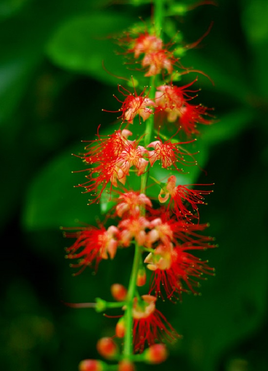 [Image: hoa-phong-thuy-mang-den-tai-loc-may-man-8.jpg]