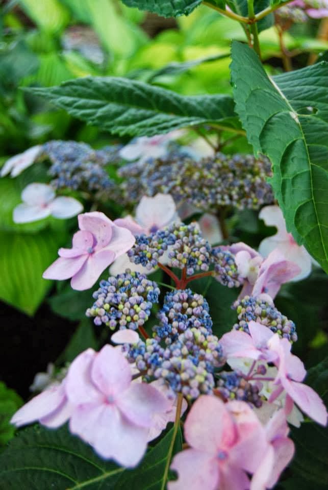 Hydrangea 'Twist 'n' Shout