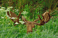 Скрытые ссылки – как установить и что за это будет?