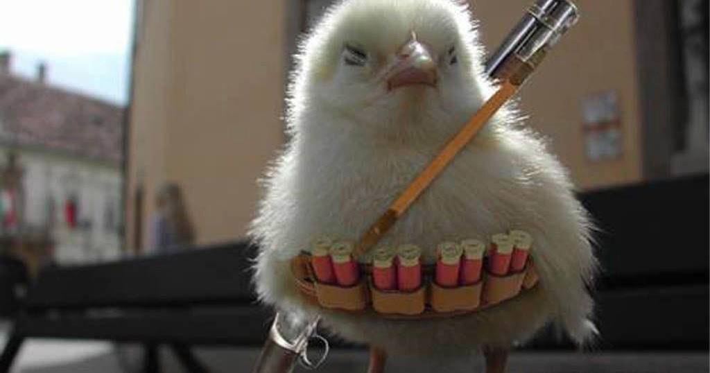 Mast Funny Wallpapers: Funny Wallpaper Chicken War Hd Image