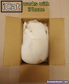 Funny Cat Pictures